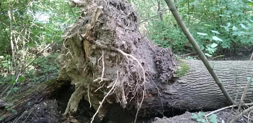 Schaden durch Eschensterben: 260.000 Euro. 