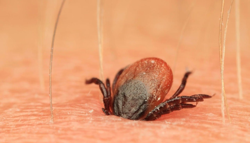 Führte das Pentagon militärische Experimente mit Zecken durch?