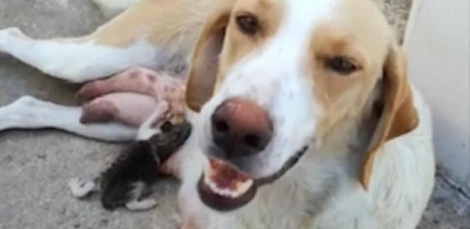 Hundemama adoptiert verlassenes Katzenbaby