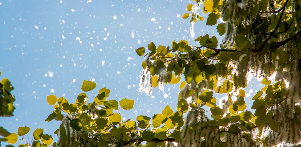 Pollen könnten heuer bereits früher zur Belastung werden (Symbolbild). 
