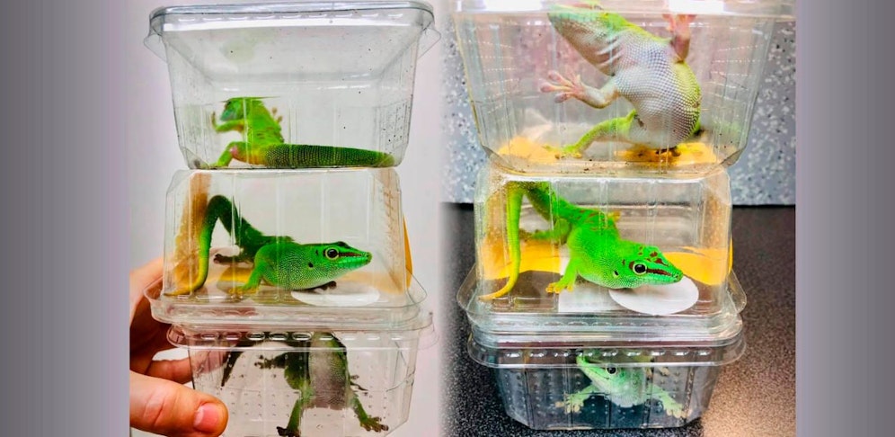 Diese drei Geckos konnten gerettet werden.