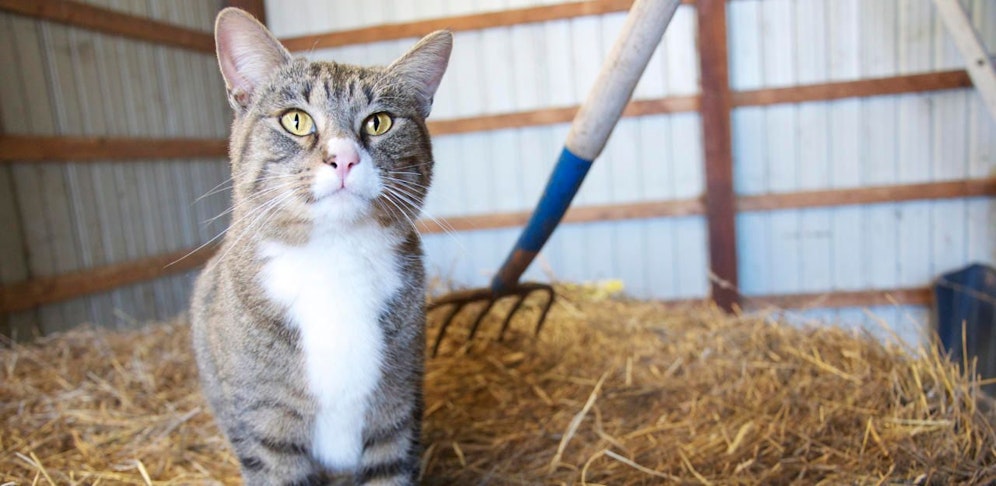 In einem Stall wären die Streuner am liebsten zuhause.