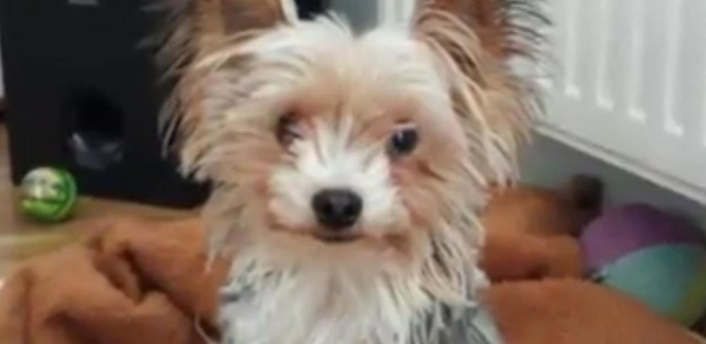 Der getötete "Gizmo".