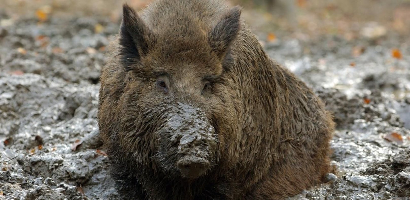 Schweinepest galoppiert Richtung Österreich