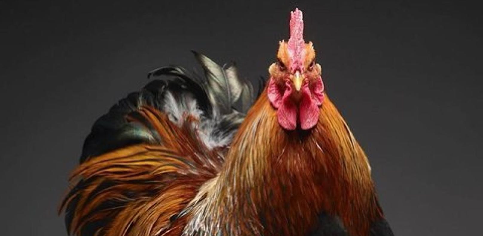 Das sind die schönsten Hühner der Welt