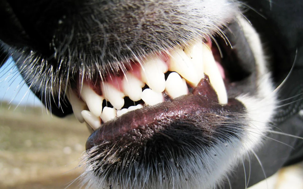 Der Hund biss den 55-Jährigen in den Oberarm. Jetzt sucht die Polizei nach dem Besitzer.