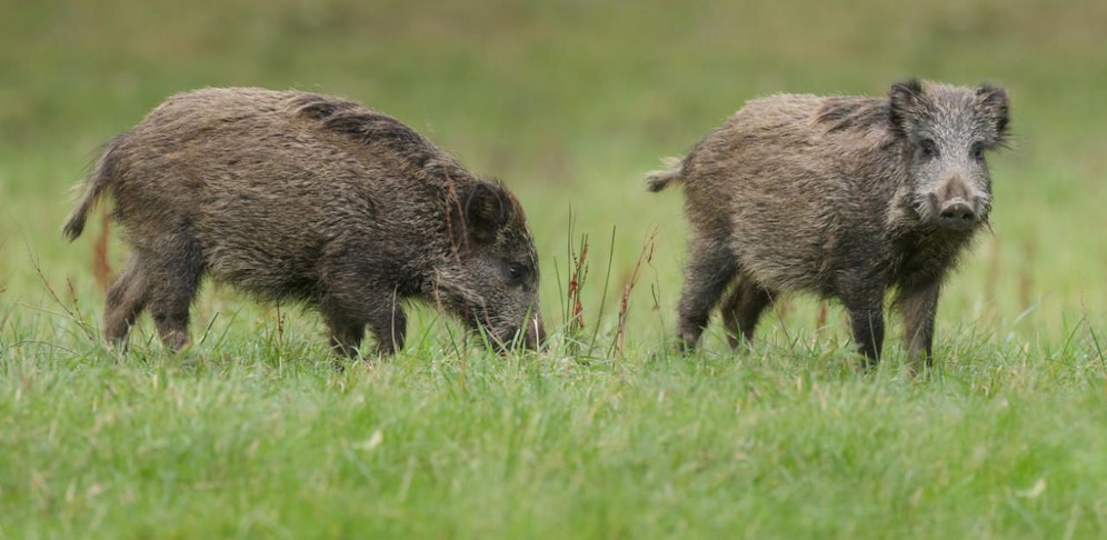 Wildschweine verwüsten Äcker und Wiesen. 