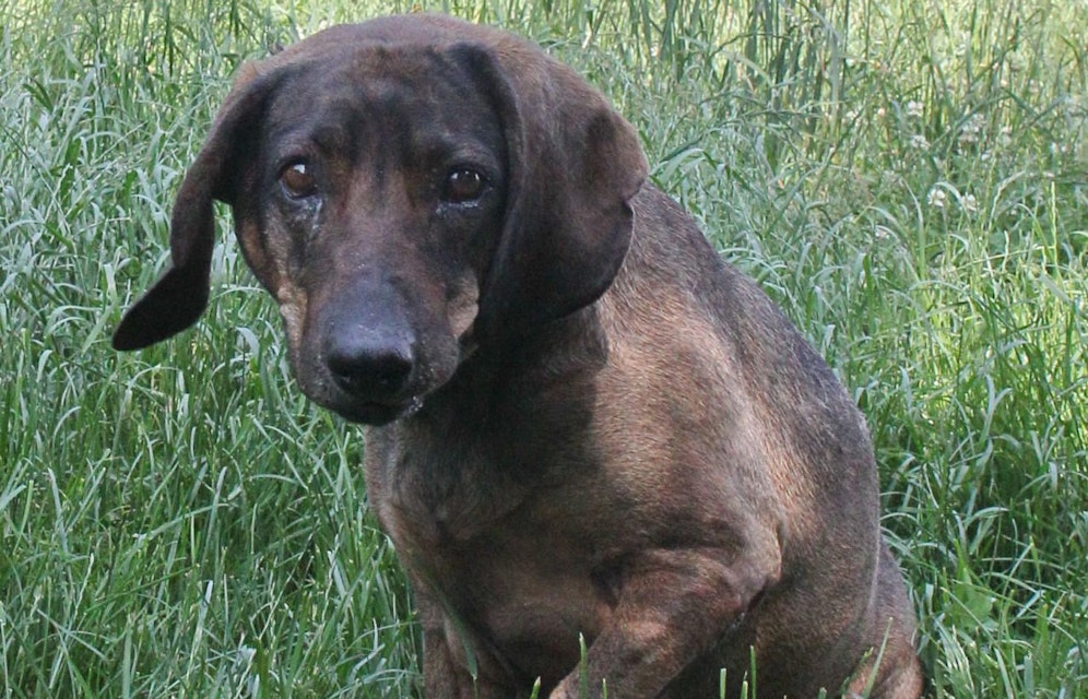 Noch wartet die treue "Senta" auf ein neues Zuhause.