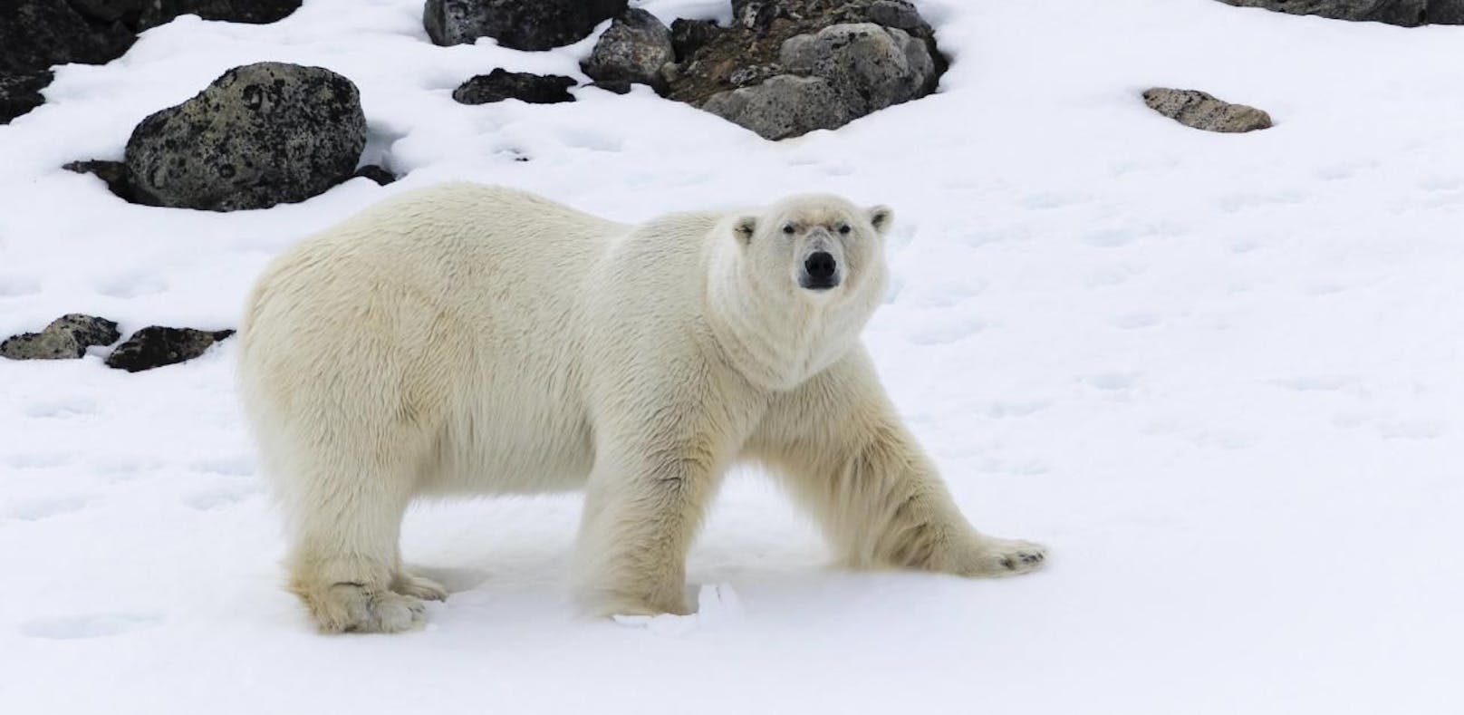 Aggressive Eisbären werden jetzt vertrieben
