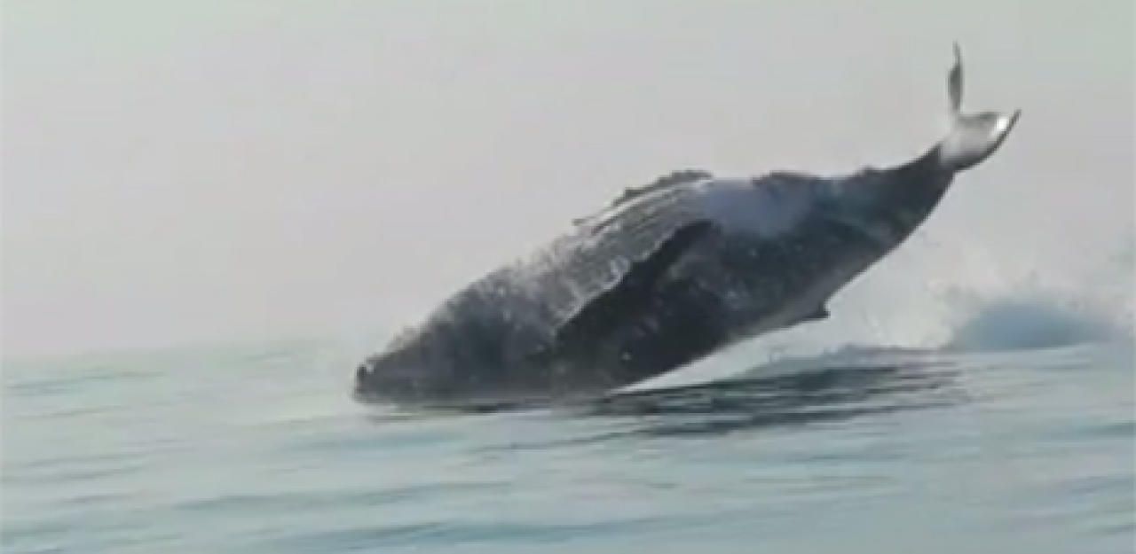 Heute.at - Hier schweben 40 Tonnen über das Wasser