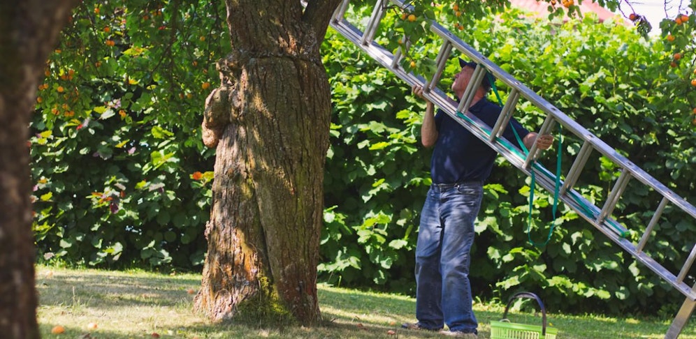 Achtung beim Umschneiden von Bäumen. Verletzungen bei Stürzen von der Leiter sind keine Seltenheit. (Symbolbild).