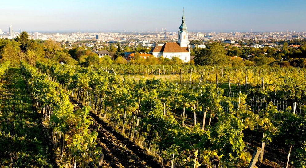 In Döblings Weinbergen treiben Diebe ihr Unwesen. Versichert gegen Diebstahl war der Winzer leider nicht. 