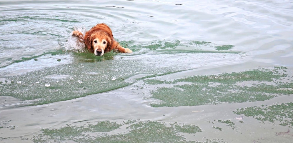 Der Mann wollte das eingebrochene Tier retten und kam dabei selbst ums Leben