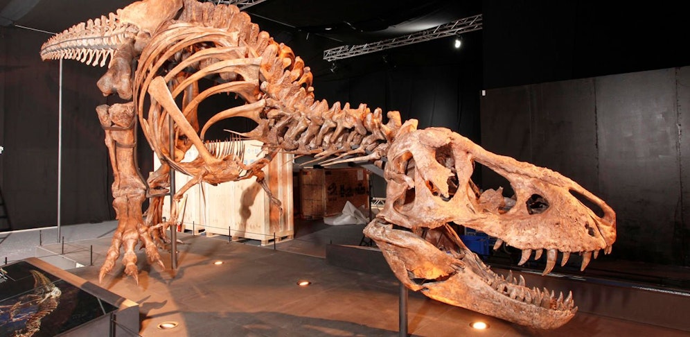 Original T. Rex Skelett in Salzburg Fotocredit: www.kaindl-hoenig.com