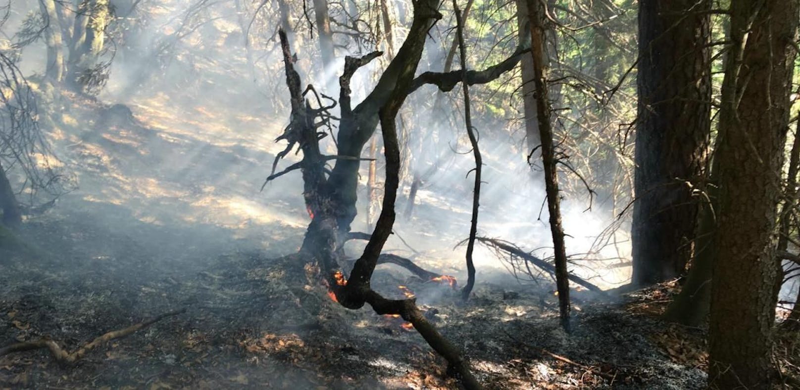 120 Florianis löschten zwei Hektar großen Waldbrand