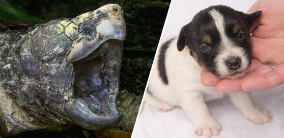 Ein Lehrer einer US-Junior-High-School soll einen Hundwelpen einer Schnappschildkröte zum Fraß vorgeworfen haben.