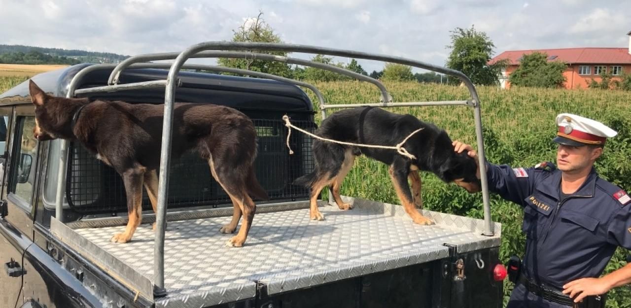 Heute.at - Lenker lässt Hunde auf der Ladefläche mitfahren