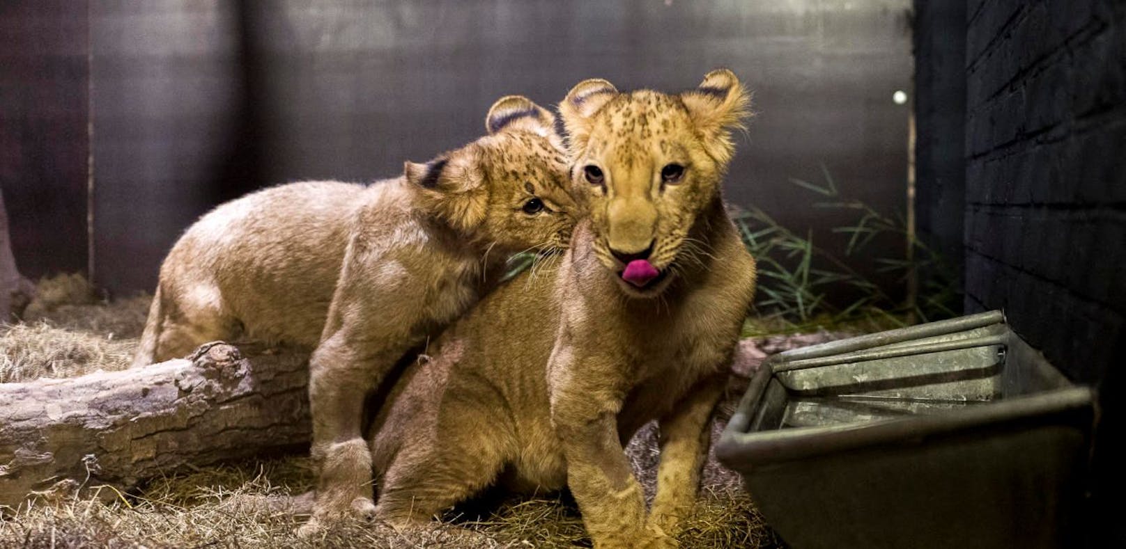 Tierschützer retten Löwen aus "Sub Standard-Zoo"