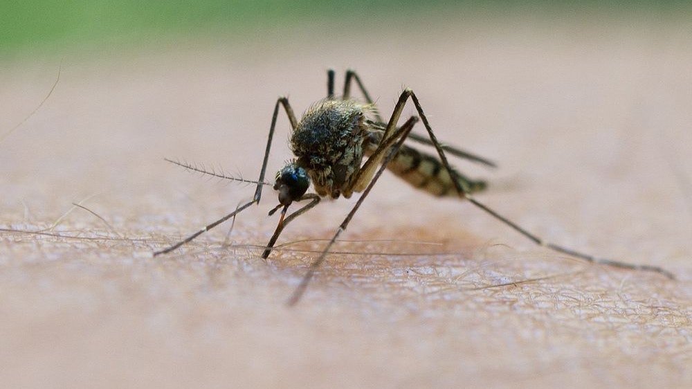 Viele Anti-Gelsenmittel sind komplett wirkungslos - Gesundheit | heute.at