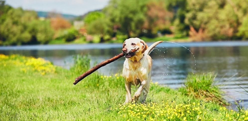 Hunde in Bruck: Aufsichtsorgane sollen im Harrachpark kontrollieren.
