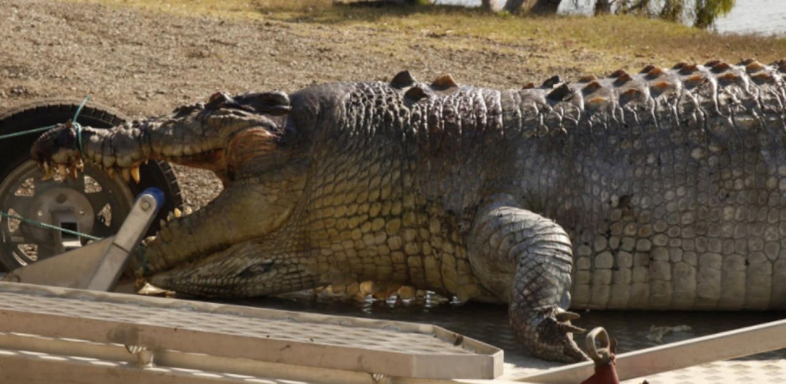 Nach Flut laufen in Rio Krokodile frei herum