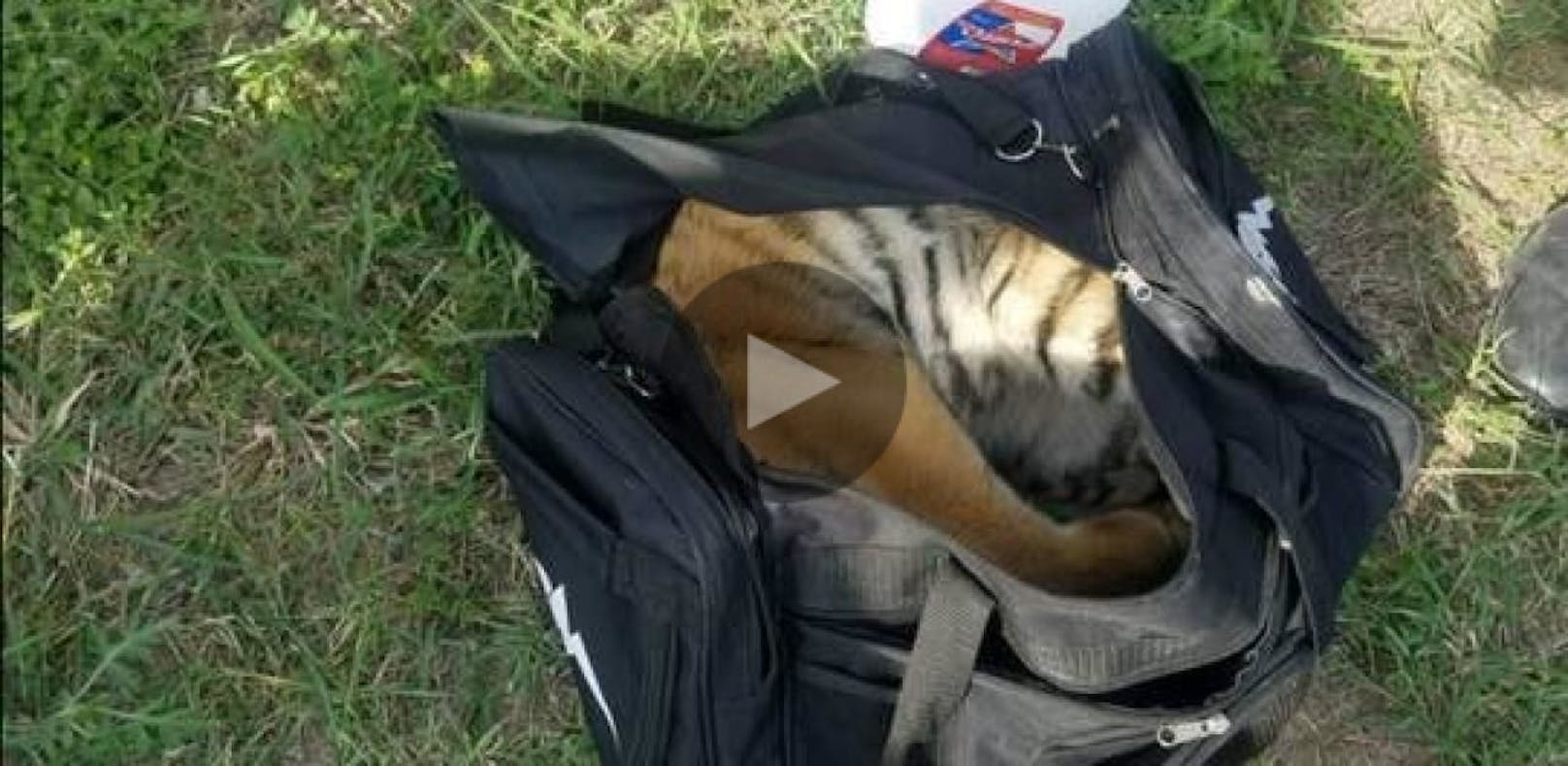 Schmuggler quetschen Tiger in Sporttasche
