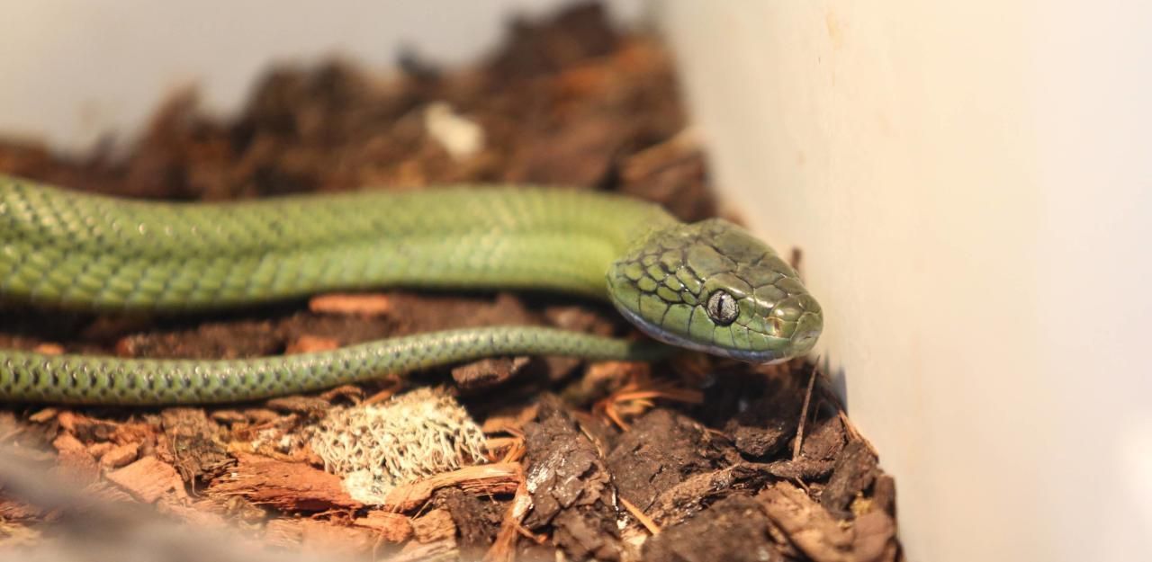 Heute.at - Hochgiftige Mamba aus Terrarium entkommen