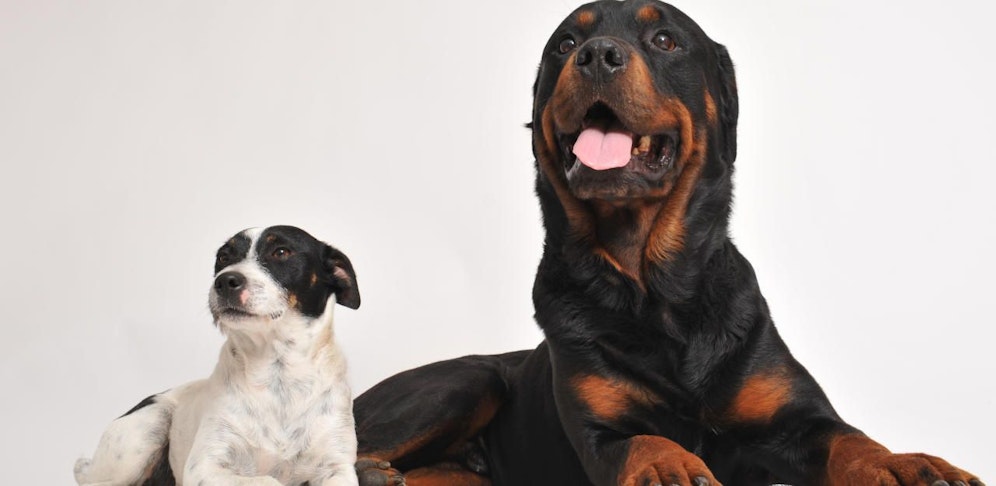 Vier Hunde fielen über Bub her.