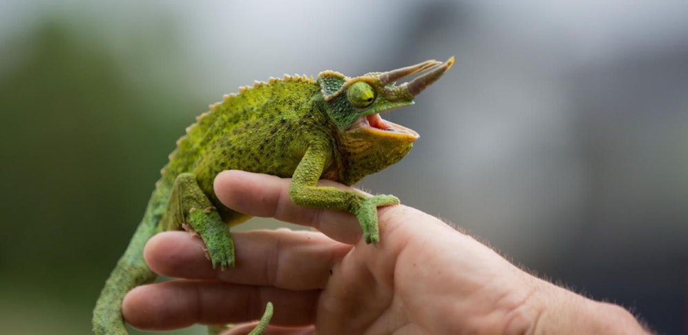 Chamäleons, Axolotl und weitere Tiere wurden in viel zu kleine Behälter gezwängt. Viele überlebten die Tortur nicht. (Symbolbild)