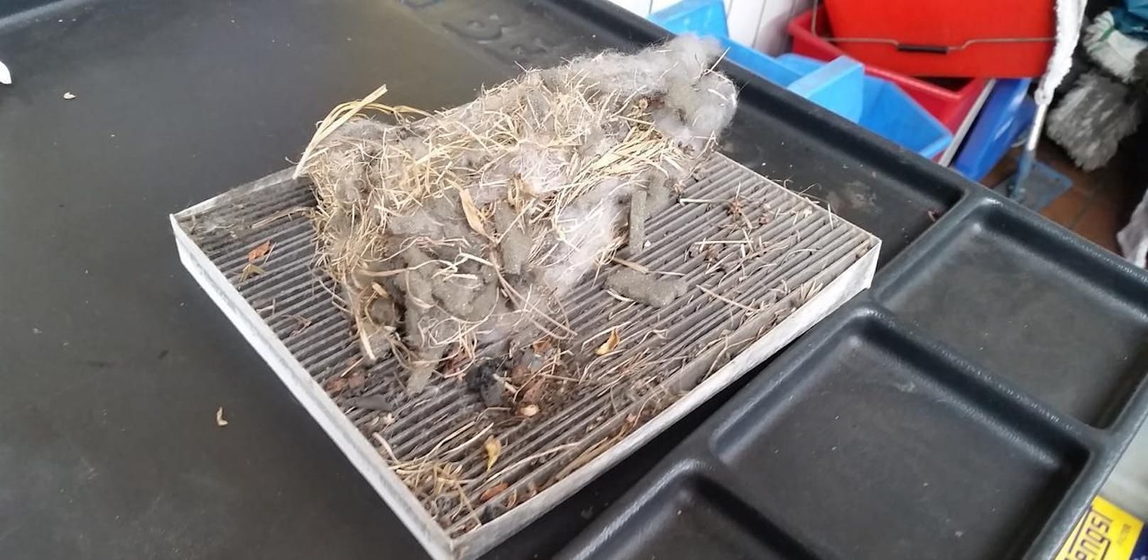 Ein Nagetier hatte sich im Luftfilter eines Autos ein Nest gebaut.