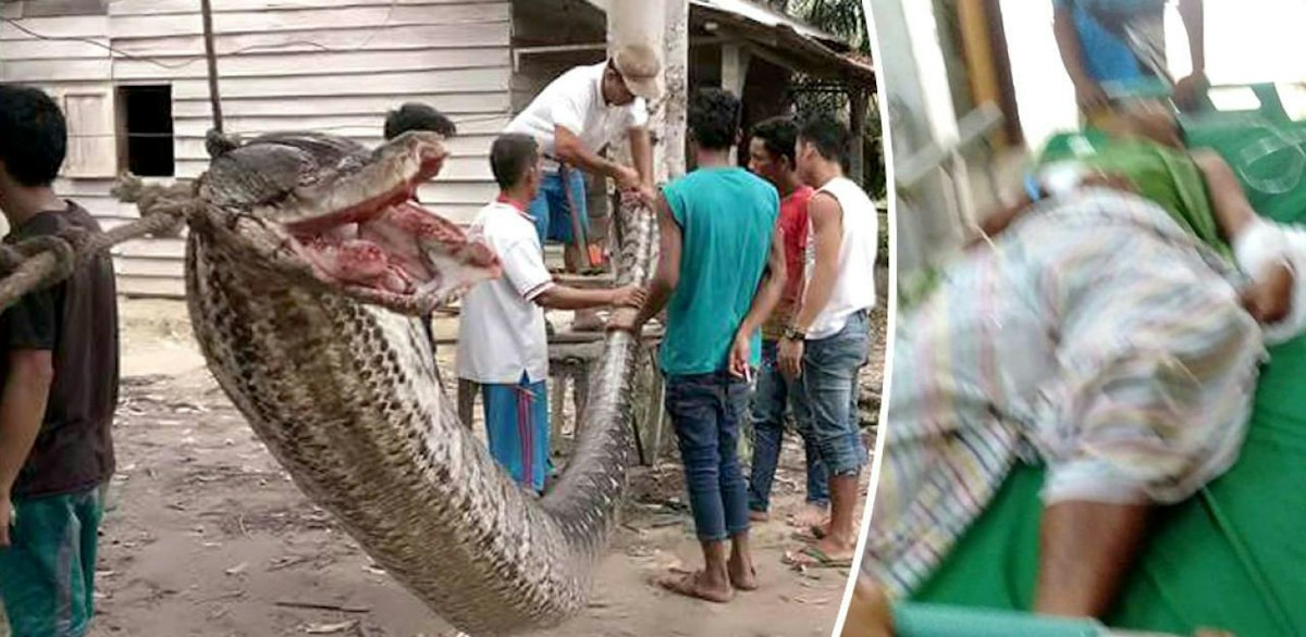 Timeout – Mann gewinnt Todeskampf gegen 7-Meter-Python | Heute.at