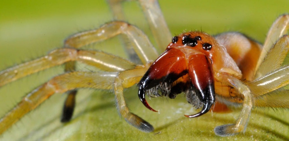 Der Schmerz sei äußerst schmerzhaft gewesen und vergleichbar mit dem eines Wespenstichs.