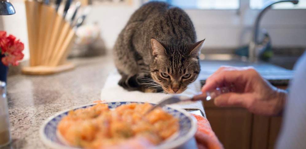 Könnten Sie Katze essen?