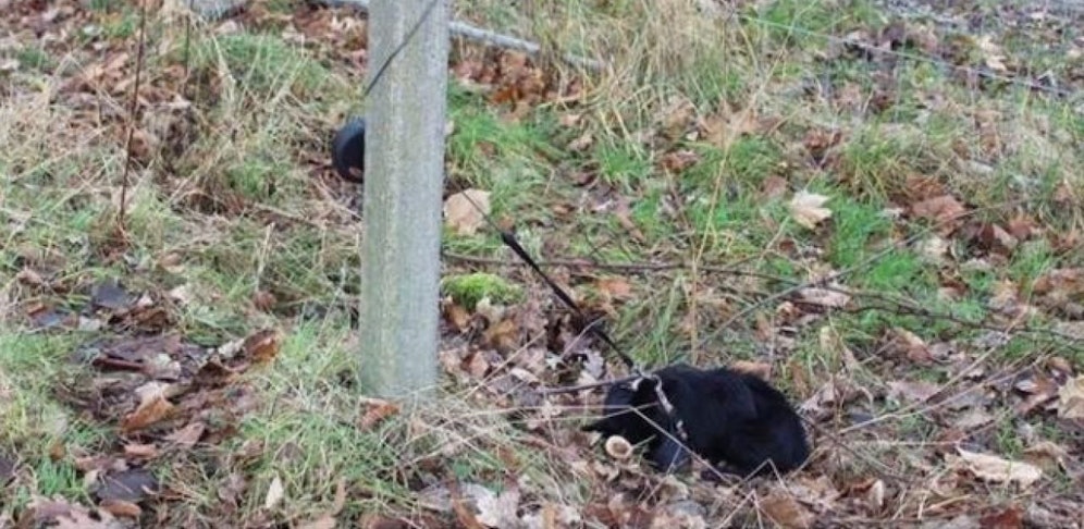 Der Hund ist erfroren oder verhungert. Foto: Tierheim Neubrandenburg