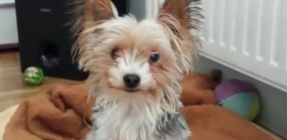 "Gizmo" starb im Wäschetrockner.