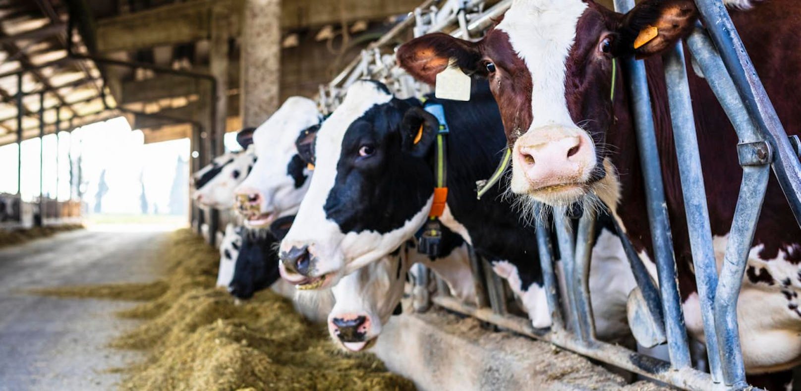In einem Stall wurden fünf Kühe von einem Stromschlag getötet
