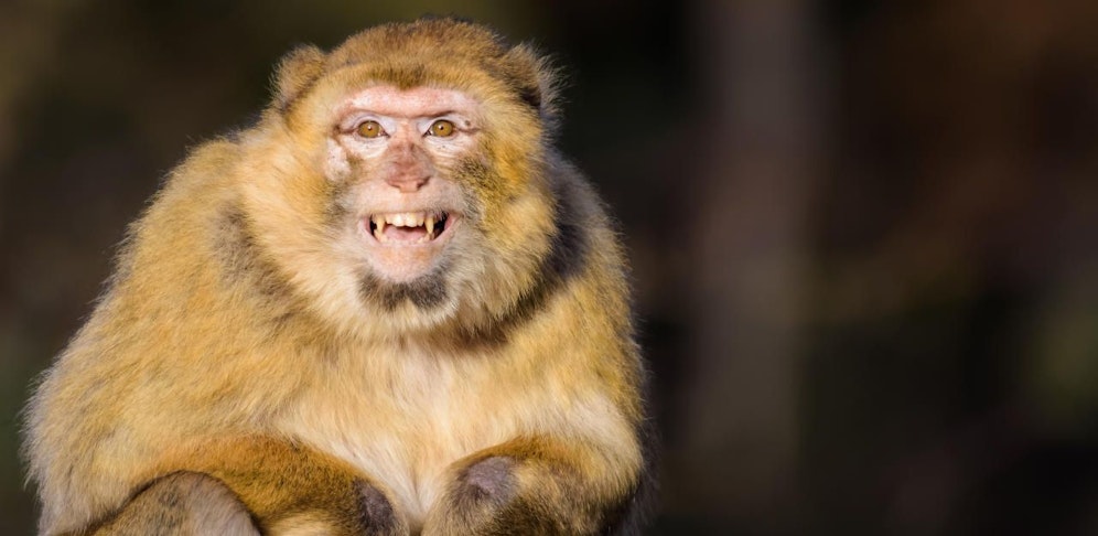 Ein Affe verschleppte in Indien einen Säugling.