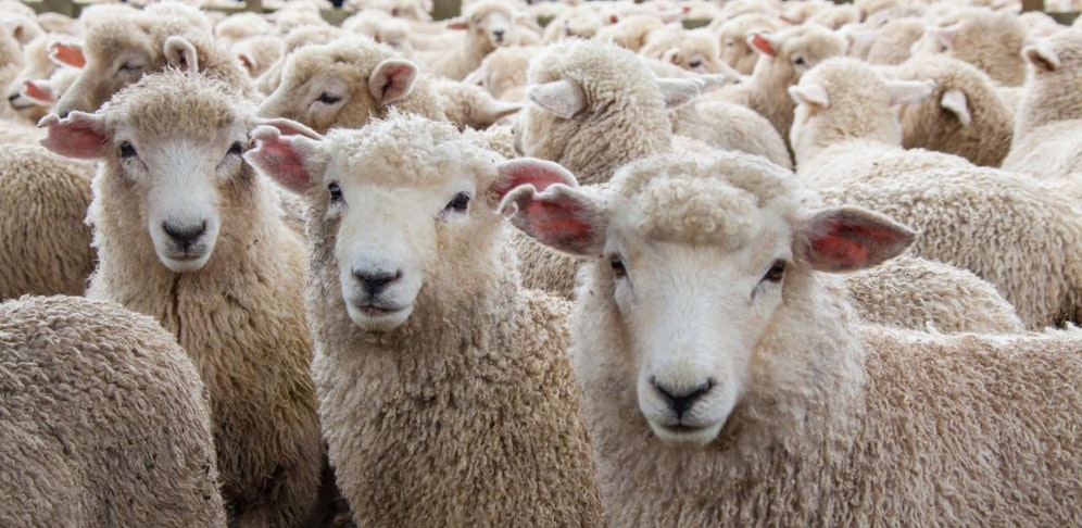 Die Regelungen für das Schächten werden ab sofort in NÖ strenger sein.