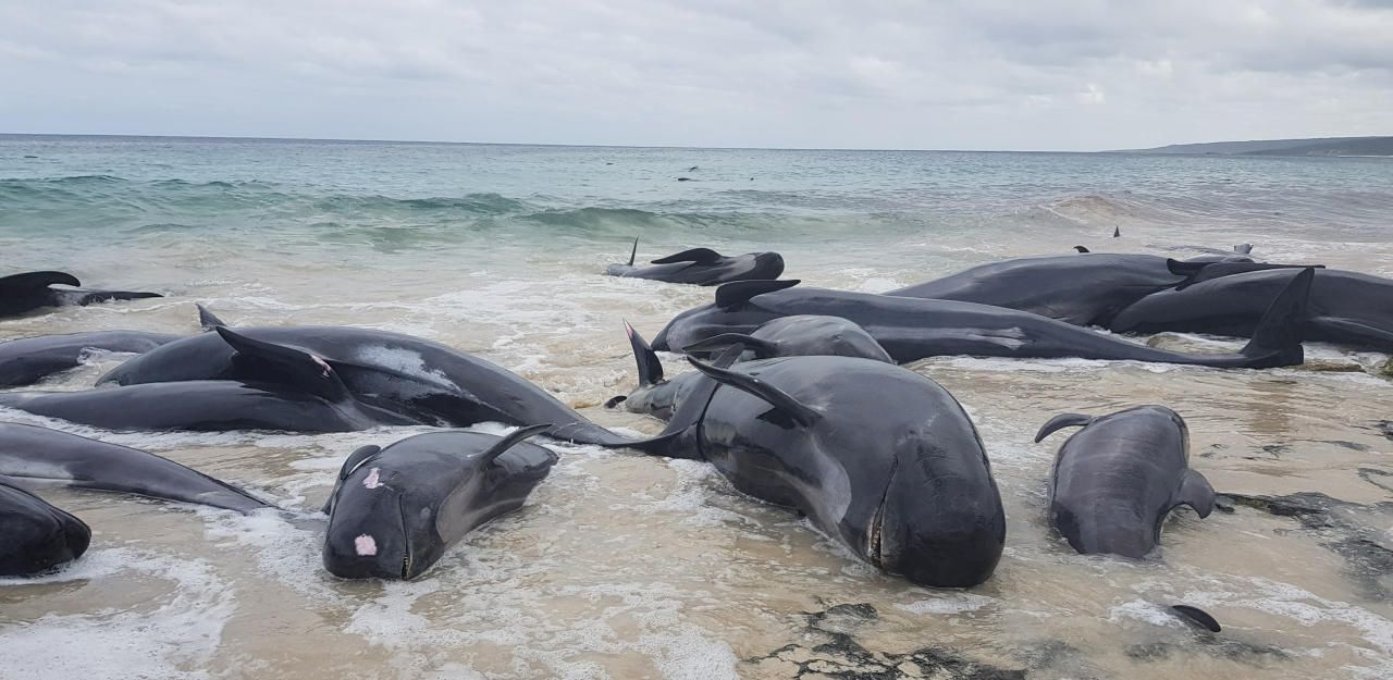 Heute.at - Mysteriöses Walsterben an Neuseelands Küste