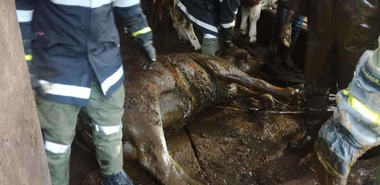 Heute.at - Oh, Sch*****! Kuh ertrank fast in Güllegrube