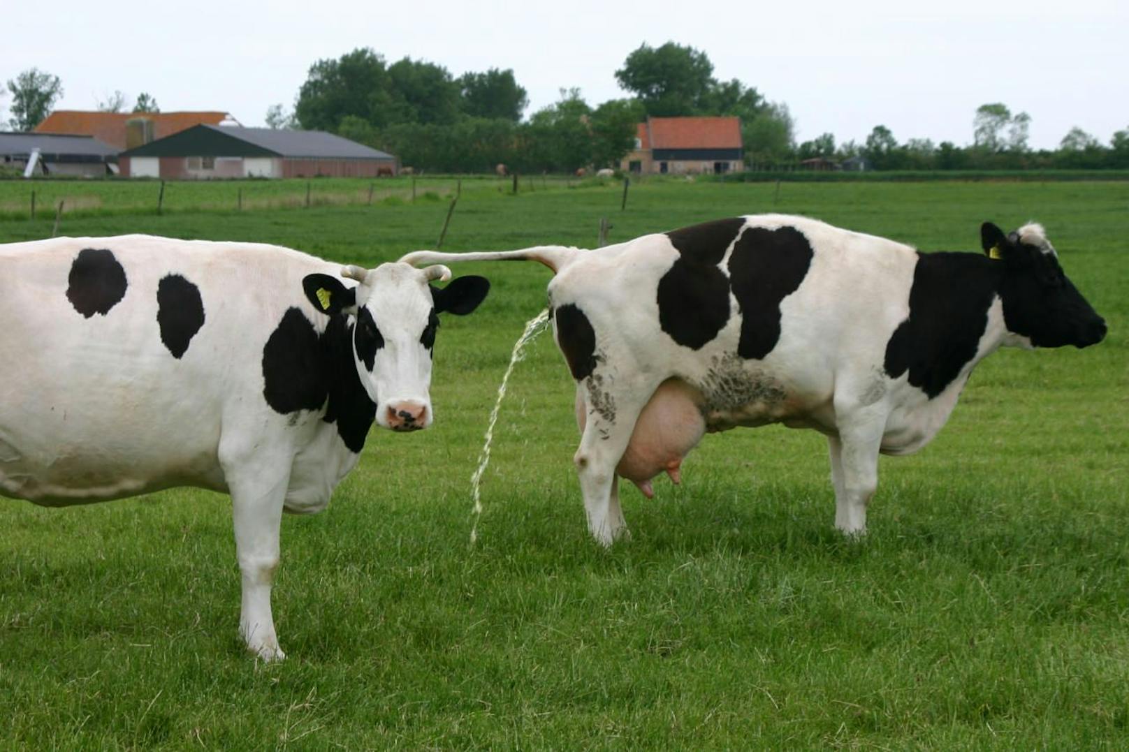 Eine Kuh uriniert auf die Weide. Symbolfoto.