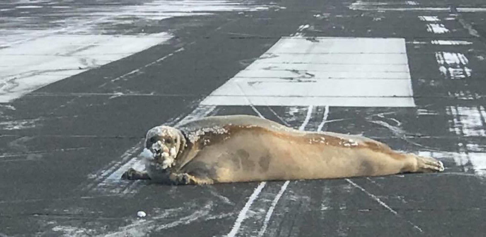 Fauler Seehund legt Airport im Alleingang lahm