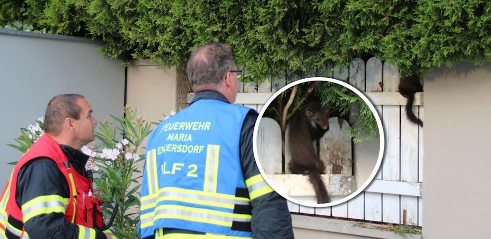 Die Florianis halfen dem Marder aus der Patsche.