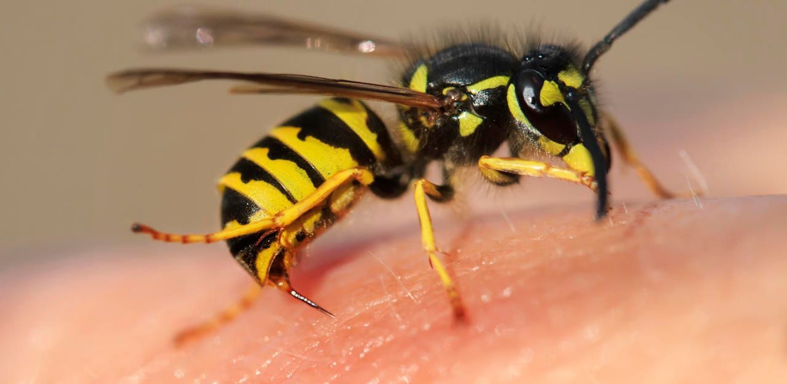 Wespen und Bienen-Allergiker müssen gut planen, bei Allergiker-Mitteln gibt es derzeit einen Engpass. 