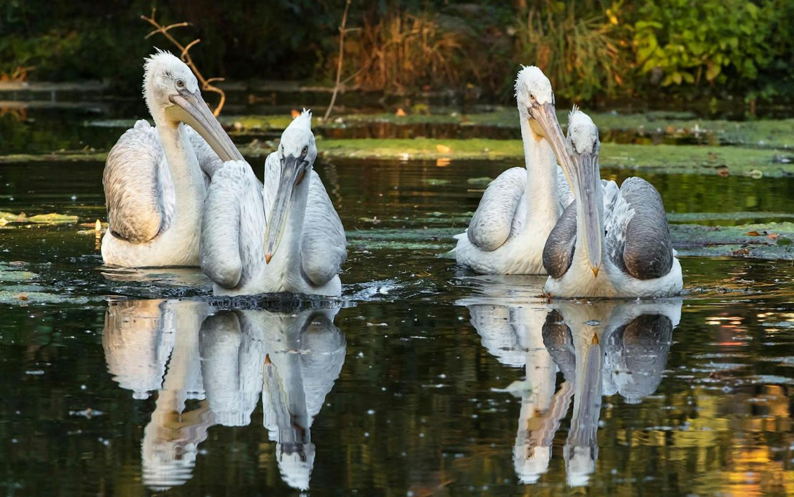 Das Quartett besteht aus drei Weibchen und einem Männchen.