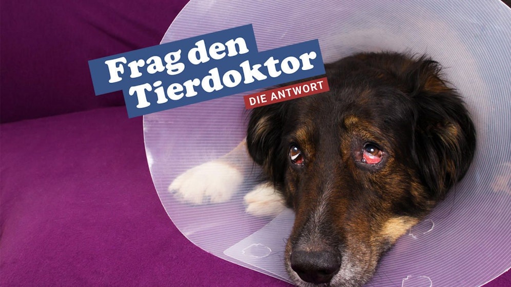 Muss man Rüden kastrieren lassen? Dr. Susanne Lautner erklärt, wann es helfen kann und wann nicht. 