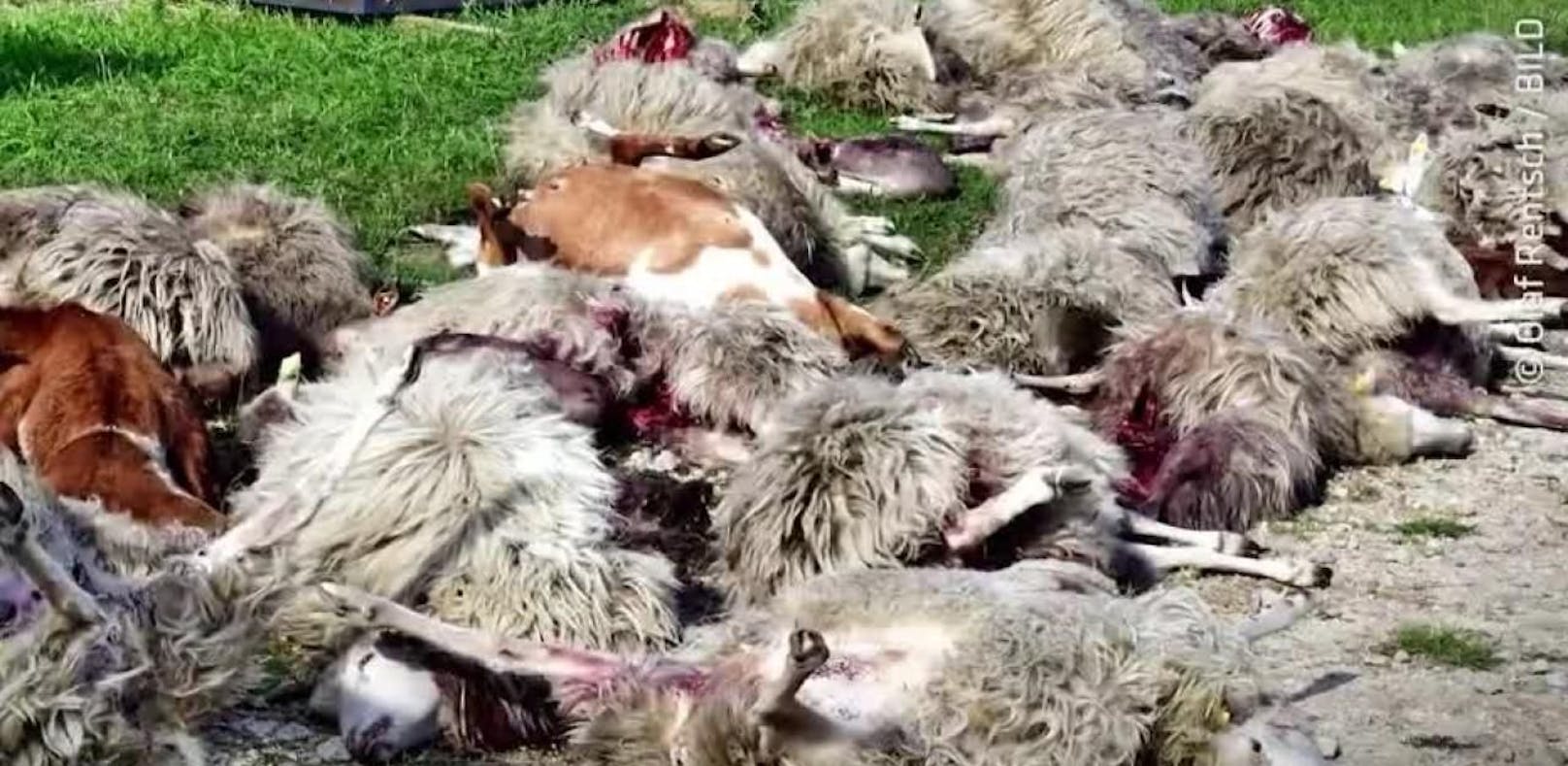 Wolfsrudel reißt mehr als 40 Schafe in einer Nacht