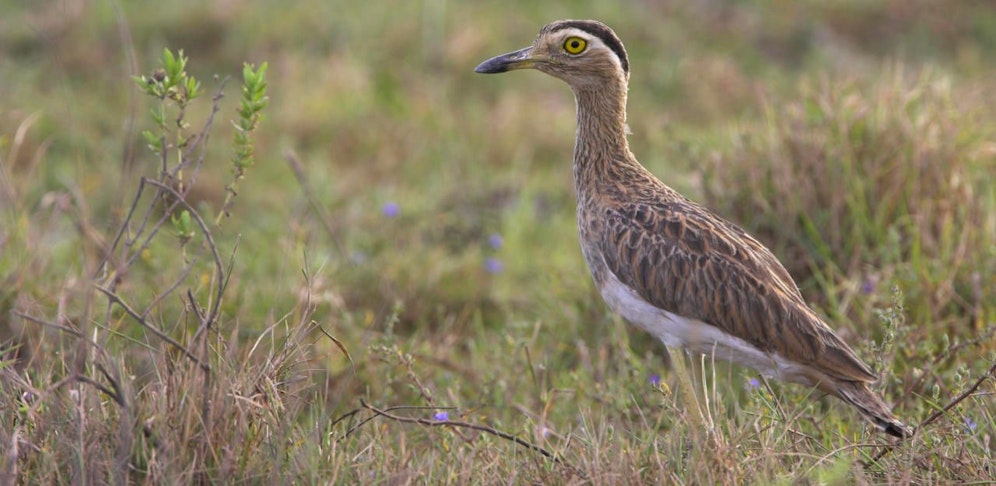 Sorge um den Triel: Er könnte ein 310-Millionen-Euro-Projekt zu Fall bringen.