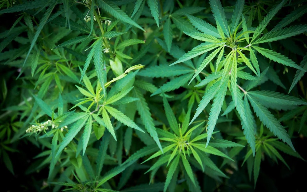 Wie die Polizei berichtet, versorgte die 39-Jährige sogar ihren eigenen Sohn mit Cannabis.