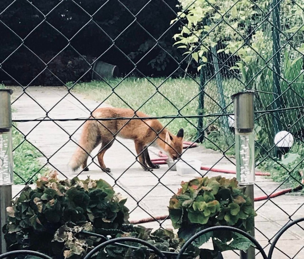 Fünf Jahre sammelten Forscher Fuchsbeobachtungen aus der Bevölkerung, um mehr darüber zu erfahren wo sie im urbanen Bereich leben. 